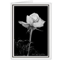 A single white rose card