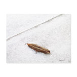 A Skif of Snow postcards