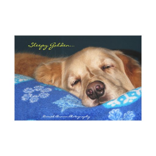 A Sleepy Golden Retriever Canvas Prints