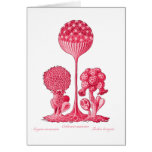 A Slime Mould Greeting Card