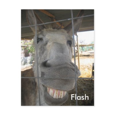 A smiling donkey called Flash Postcard by nerjadonkeys