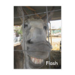 A smiling donkey called Flash postcards
