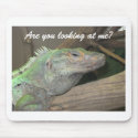 A smug lizard mousepad.  (Are you looking at me?)