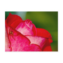 A spider and a rose - Postcard