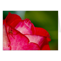 A spider with a rose greeting card