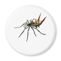 A spined orb-weaving spider magnets