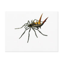 A spined orb-weaving spider post card