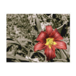 A Splash of Colour Postcards