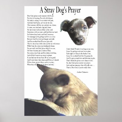A Stray Dog's Prayer (alternate background colour) by TheYankeeDingo