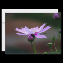 A Summer's Eve invitations