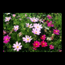 A Summer's Garden posters