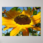 A Sunflower 18 Summer Orange Sun Flowers OK DSC093 Print