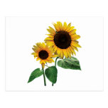 A Sunflower Mummy's Love Postcard