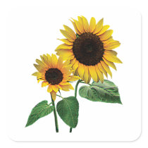 A Sunflower Mummy's Love