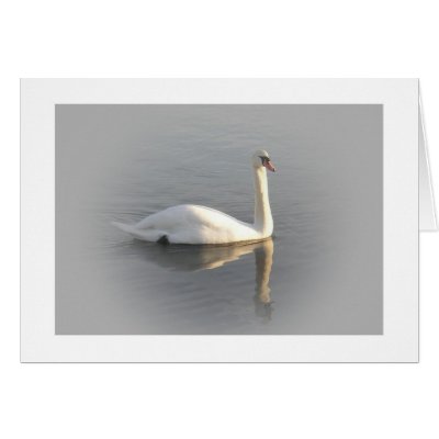 A swan gliding by cards by stdavid_2nd