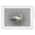 A swan gliding by cards