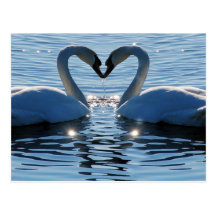 A Swan Heart Kiss, Reflections of Love Post Cards