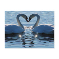 A Swan Heart Kiss, Reflections of Love