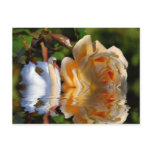 A Swans Rose Postcard