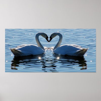 A Swimming Swan Heart Kiss, Reflections of Love by beverlytazangel
