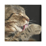 A tabby cat licking his paw. refrigerator magnet