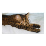 A Tabby Cat Stretching Felis Silvestris Catus Photo Card Template