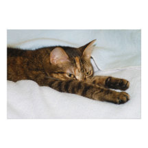 A Tabby Cat Stretching Felis Silvestris Catus Photo Art