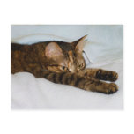 A Tabby Cat Stretching Felis Silvestris Catus Postcards