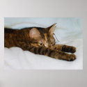 A Tabby Cat Stretching Felis Silvestris Catus posters