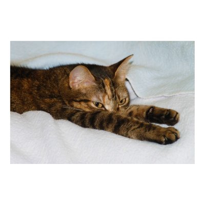 A Tabby Cat Stretching Felis Silvestris Catus Poster by wallarts
