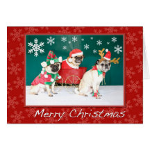 A Three Pug Christmas Card