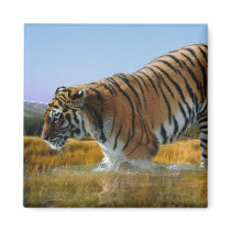 A Tiger loves water Magnets
