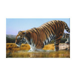 A Tiger loves water Stretched Canvas Prints