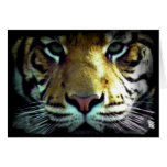 A Tigers eyes cards