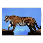 A tigers success cards