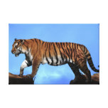 A tigers success gallery wrapped canvas
