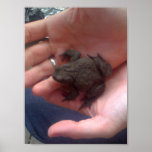 A Toad in the Hand... posters