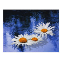 A Touch of Summer Rain Post Cards