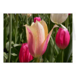 A tulip by any other name greeting cards