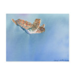 A Turtle's Flight postcards