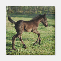 A two week old foals joy magnet