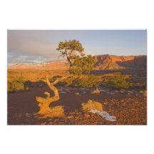 A Utah Juniper Juniperus osteosperma) tree in Photo Print