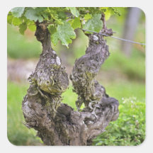 A very old vine in the Clos de l'Echo vineyard Stickers