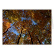 A Walk At Charleston Falls #18 Cards