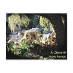 A Warmth from Africa Post Cards