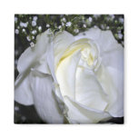 A Wedding Rose Magnet