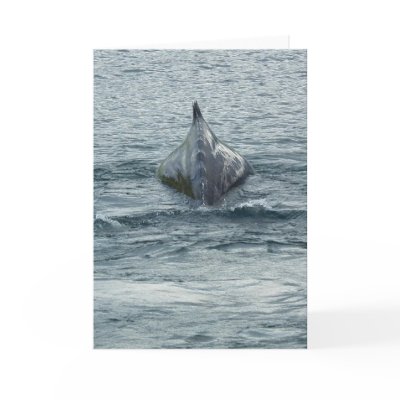 A Whale in Unalaska Bay by mistlebee