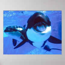 A Whale of a Time Print