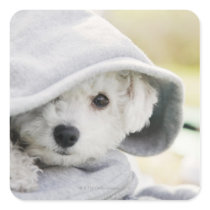 a white dog wearing a hood of shirt square sticker
