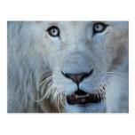 A white lion in Africa Post Cards